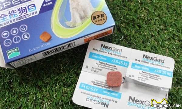 犬心丝虫入门攻略!这三招你一定要学会