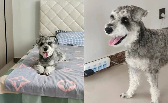 狗频繁呕吐可能并不是肠胃炎