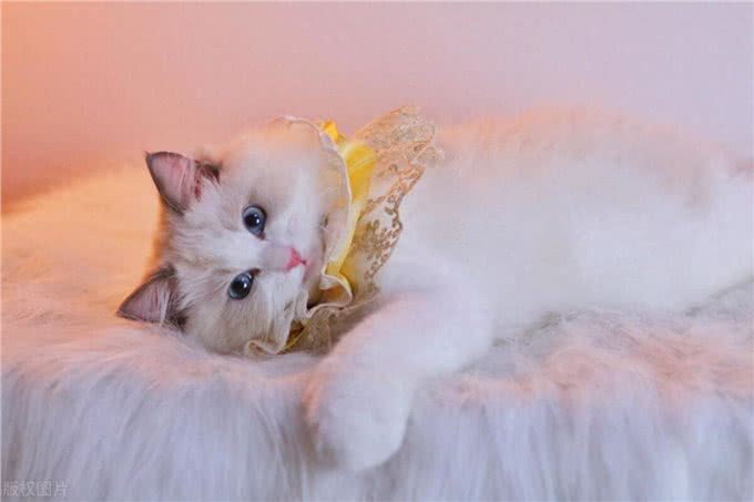 这么多猫咪品种:有你家的小可爱吗?