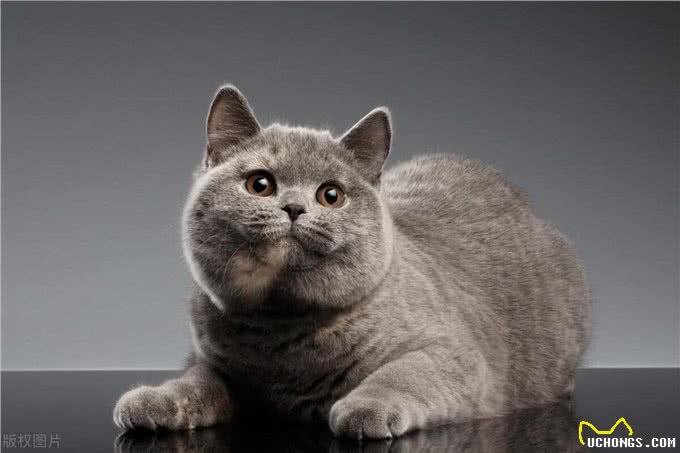 这么多猫咪品种:有你家的小可爱吗?