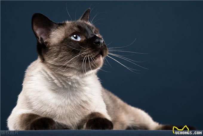 这么多猫咪品种:有你家的小可爱吗?