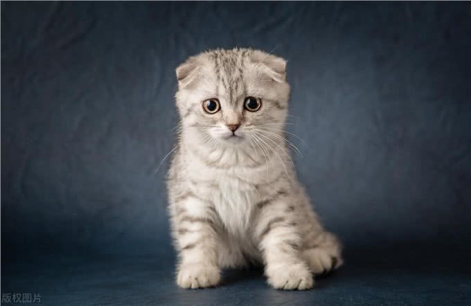 这么多猫咪品种:有你家的小可爱吗?