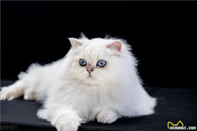 这么多猫咪品种:有你家的小可爱吗?