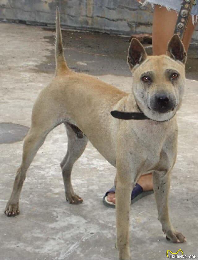 中国獒,号称中国第一狩猎犬的湖北箭毛犬,超霸气