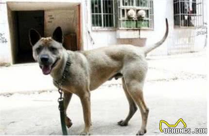中国獒,号称中国第一狩猎犬的湖北箭毛犬,超霸气