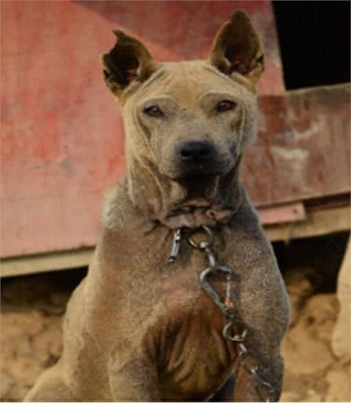中国獒,号称中国第一狩猎犬的湖北箭毛犬,超霸气