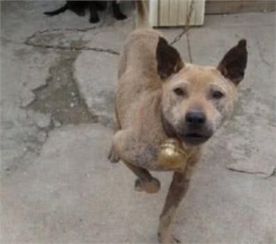 中国獒,号称中国第一狩猎犬的湖北箭毛犬,超霸气