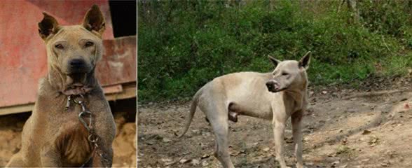 中国獒，号称中国第一狩猎犬的湖北箭毛犬，超霸气