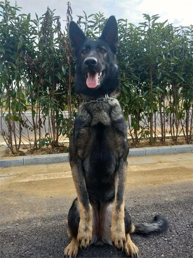 不是所有的犬都是可以做警犬的，盘点常见的七个警犬犬种