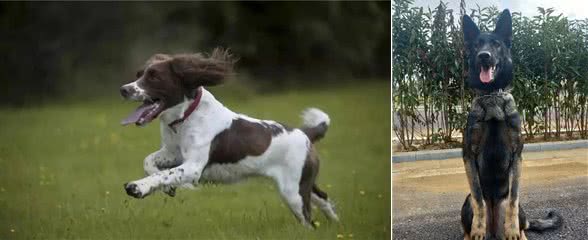 不是所有的犬都是可以做警犬的，盘点常见的七个警犬犬种