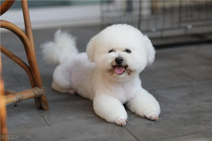 比熊犬被养的很好都有这些特点，能把比熊犬养漂亮的都是牛人