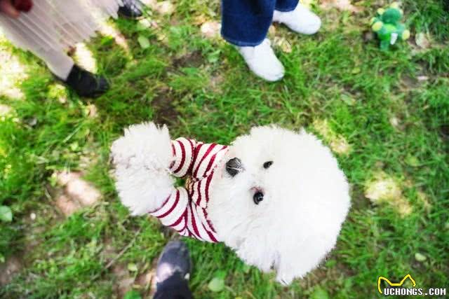 比熊犬被养的很好都有这些特点，能把比熊犬养漂亮的都是牛人