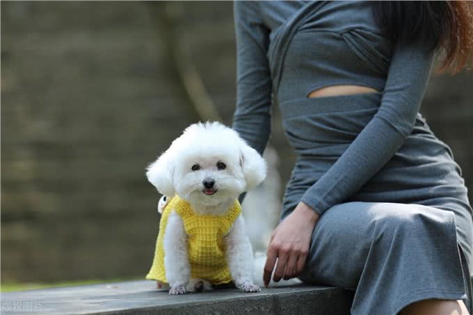 比熊犬被养的很好都有这些特点，能把比熊犬养漂亮的都是牛人