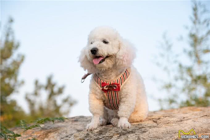 比熊犬被养的很好都有这些特点，能把比熊犬养漂亮的都是牛人