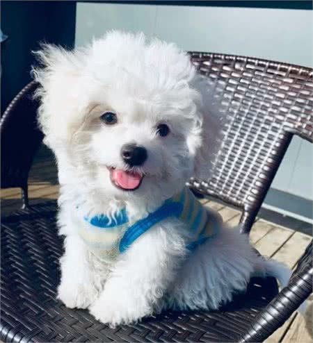 比熊犬被养的很好都有这些特点，能把比熊犬养漂亮的都是牛人