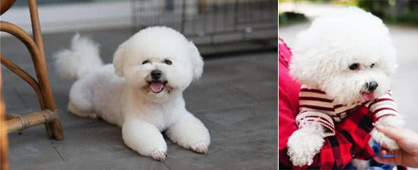 比熊犬被养的很好都有这些特点，能把比熊犬养漂亮的都是牛人