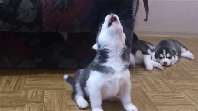 如何照顾幼犬时期的小狗，这几点要格外注意