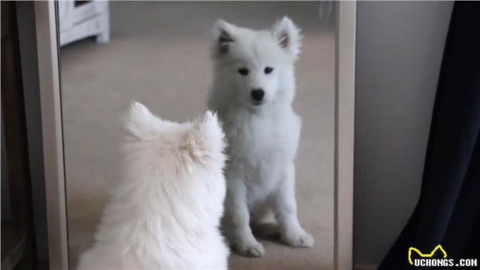 如何照顾幼犬时期的小狗，这几点要格外注意