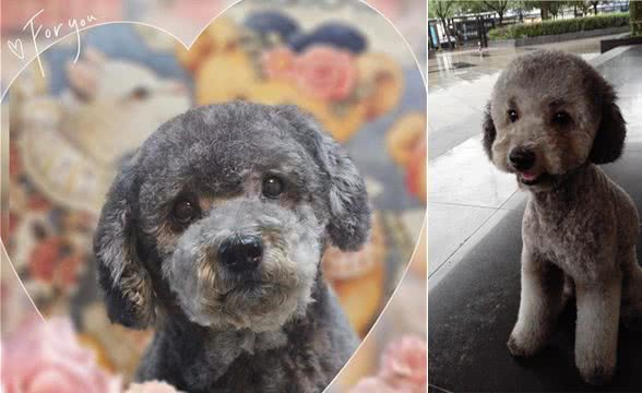 为什么不建议养泰迪犬?