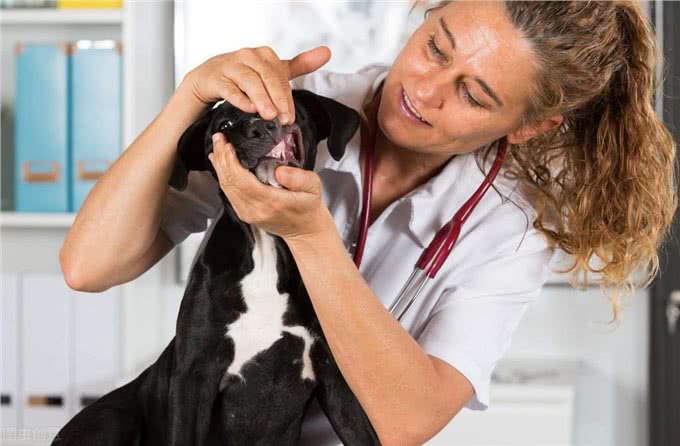 犬莱姆病—以蜱为传播媒介的一种自然疫源性人兽共患的流行与防治