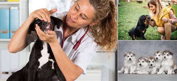 犬莱姆病—以蜱为传播媒介的一种自然疫源性人兽共患的流行与防治