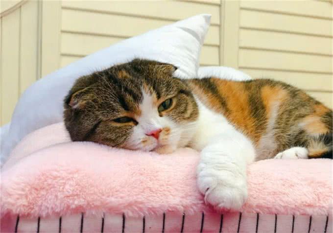 猫咪剃成无毛猫后就能摆脱猫毛过敏?我来告诉你真相
