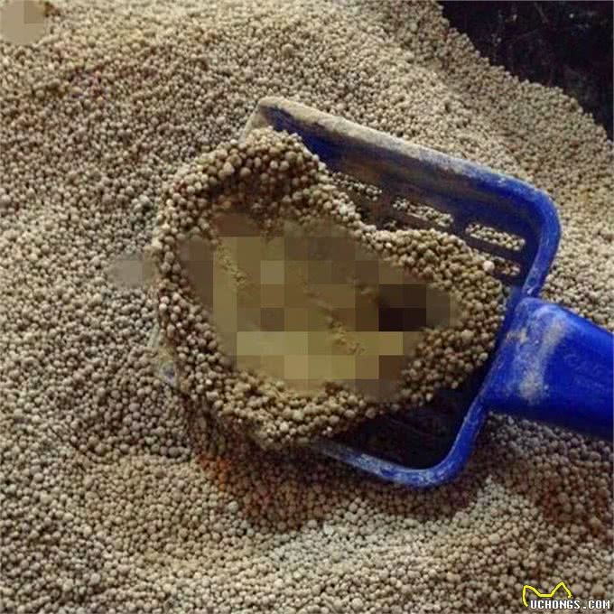 猫咪剃成无毛猫后就能摆脱猫毛过敏?我来告诉你真相
