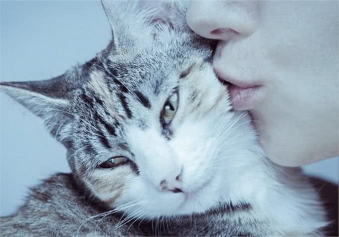 猫咪剃成无毛猫后就能摆脱猫毛过敏?我来告诉你真相