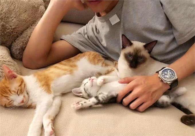 猫咪剃成无毛猫后就能摆脱猫毛过敏?我来告诉你真相