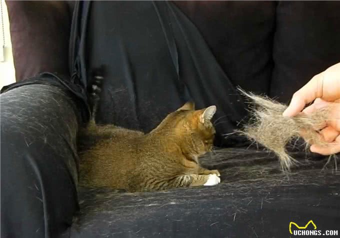 猫咪剃成无毛猫后就能摆脱猫毛过敏?我来告诉你真相