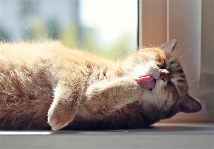 猫咪剃成无毛猫后就能摆脱猫毛过敏?我来告诉你真相