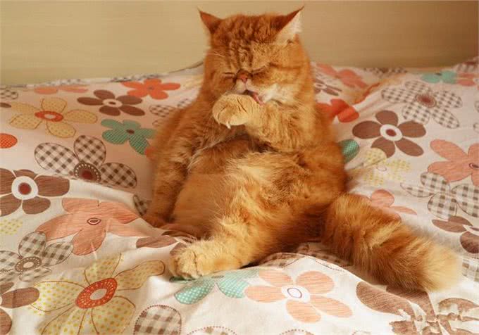 猫咪剃成无毛猫后就能摆脱猫毛过敏?我来告诉你真相