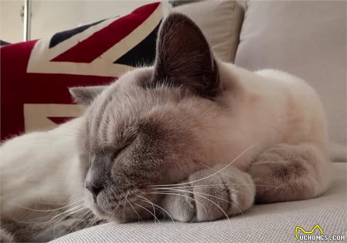 猫咪剃成无毛猫后就能摆脱猫毛过敏?我来告诉你真相