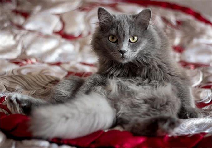 猫咪剃成无毛猫后就能摆脱猫毛过敏?我来告诉你真相