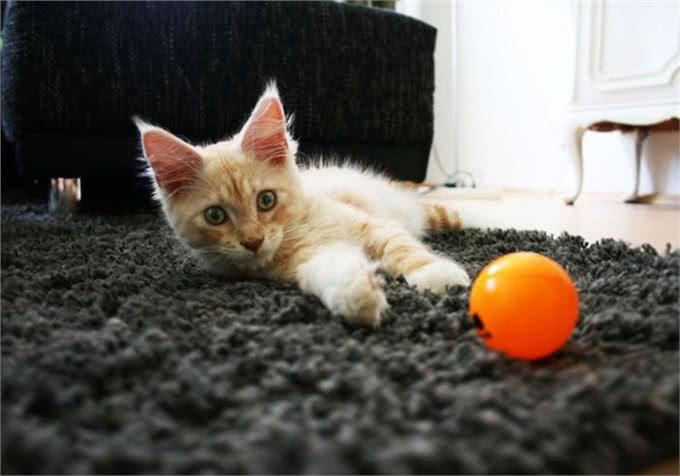 猫咪剃成无毛猫后就能摆脱猫毛过敏?我来告诉你真相