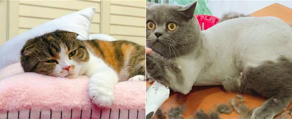 猫咪剃成无毛猫后就能摆脱猫毛过敏?我来告诉你真相