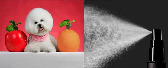寄生虫困扰:狗狗里的寄生虫，怎么处理会比较好而且快速?