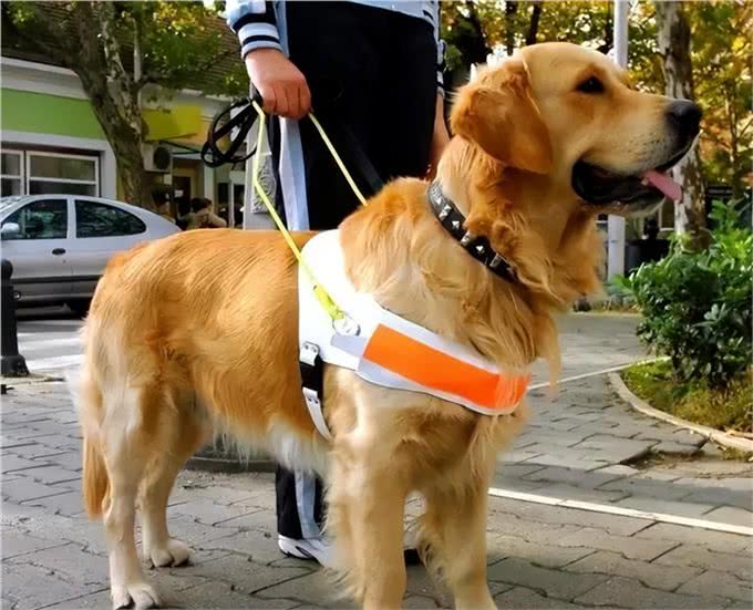 狗狗毛发怎么保养狗狗毛发保养的方法有哪些