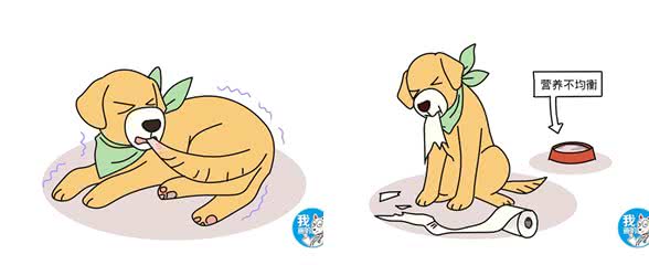 犬自咬症看似好玩，实际病犬很痛苦，分析狗患病的6个病因