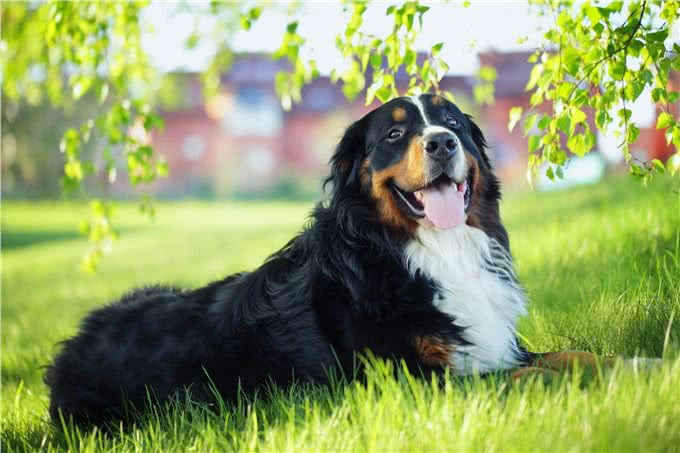 为什么伯恩山犬逐渐登上宠物圈?除了不输金毛，还有这些点!