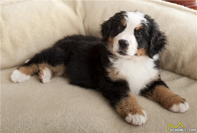 为什么伯恩山犬逐渐登上宠物圈?除了不输金毛，还有这些点!