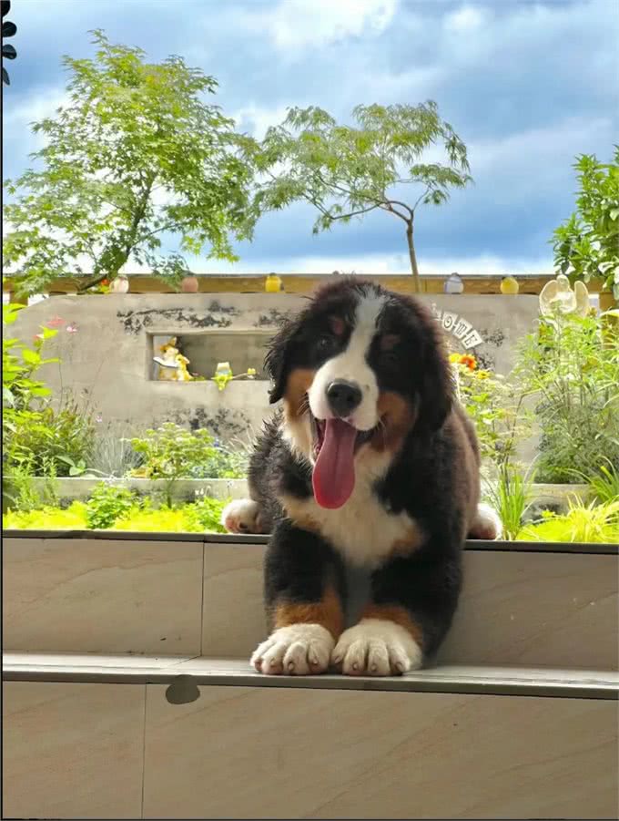 为什么伯恩山犬逐渐登上宠物圈?除了不输金毛，还有这些点!