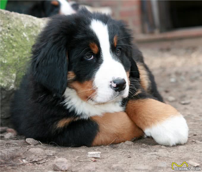 为什么伯恩山犬逐渐登上宠物圈?除了不输金毛，还有这些点!