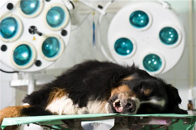 为什么伯恩山犬逐渐登上宠物圈?除了不输金毛，还有这些点!