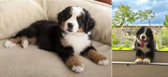 为什么伯恩山犬逐渐登上宠物圈?除了不输金毛，还有这些点!