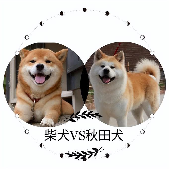 看似双胞胎的柴犬和秋田犬，很多人都分不清