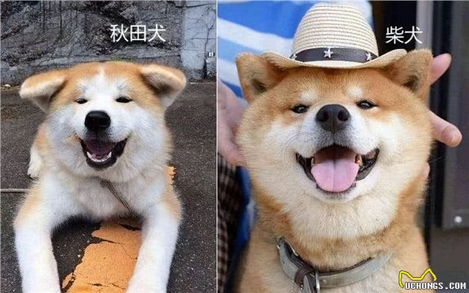 看似双胞胎的柴犬和秋田犬，很多人都分不清