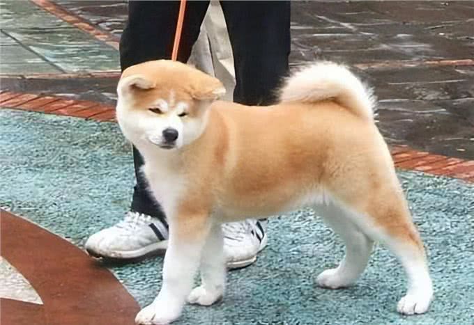看似双胞胎的柴犬和秋田犬，很多人都分不清