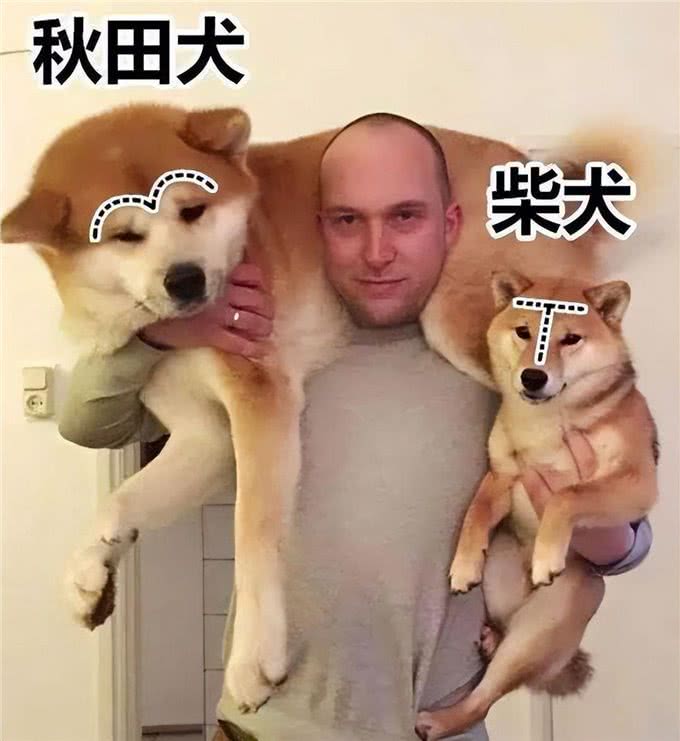 看似双胞胎的柴犬和秋田犬，很多人都分不清