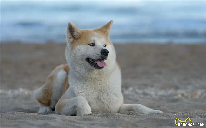 看似双胞胎的柴犬和秋田犬，很多人都分不清